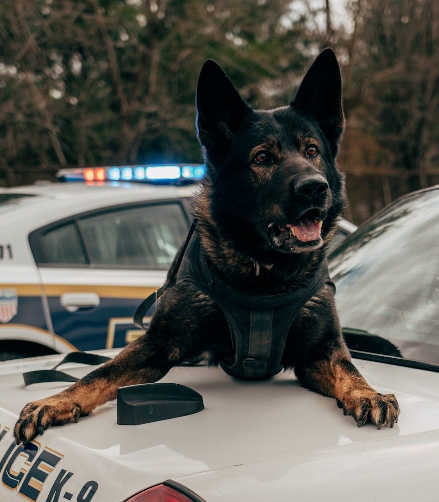 A police dog sitting on top of a police car