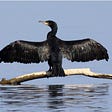 The Cormorant's avatar