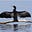 The Cormorant's avatar