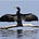 The Cormorant's avatar