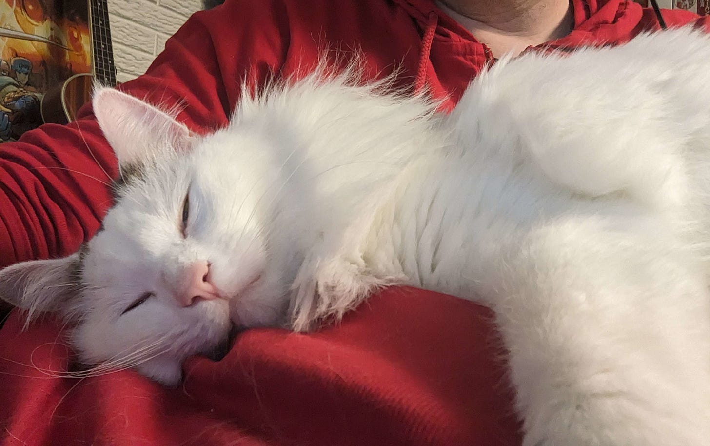 A mostly white Turkish Van (i.e. a cat) lying on a red pillow