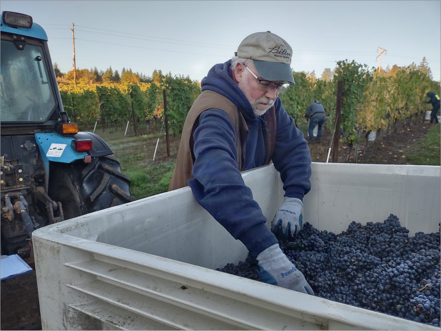 Sorting out compromised Pinot Meunier clusters at the harvest bin.