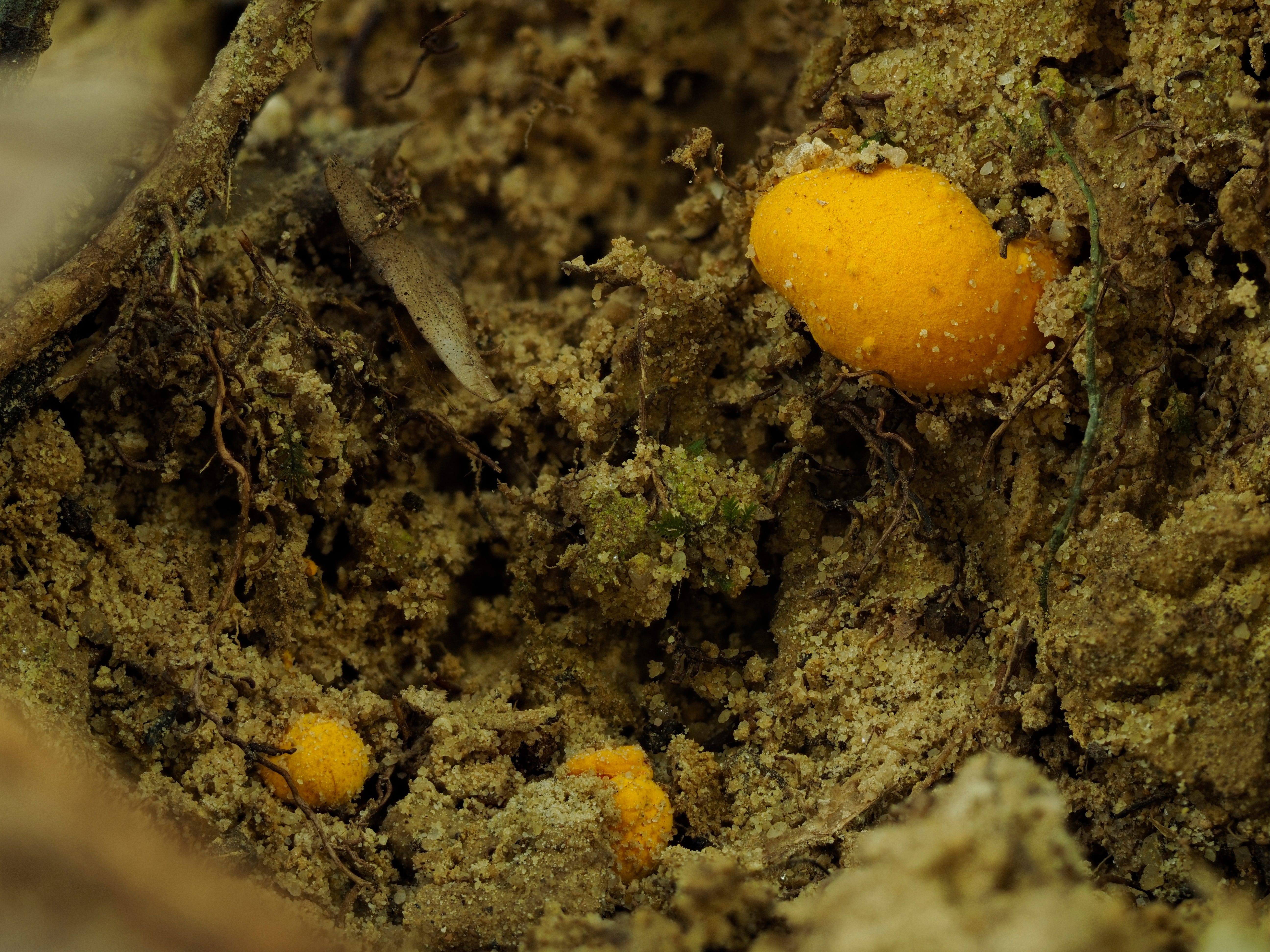 Dragon's Crest | Fungi Finds Through Krabi's Wilderness