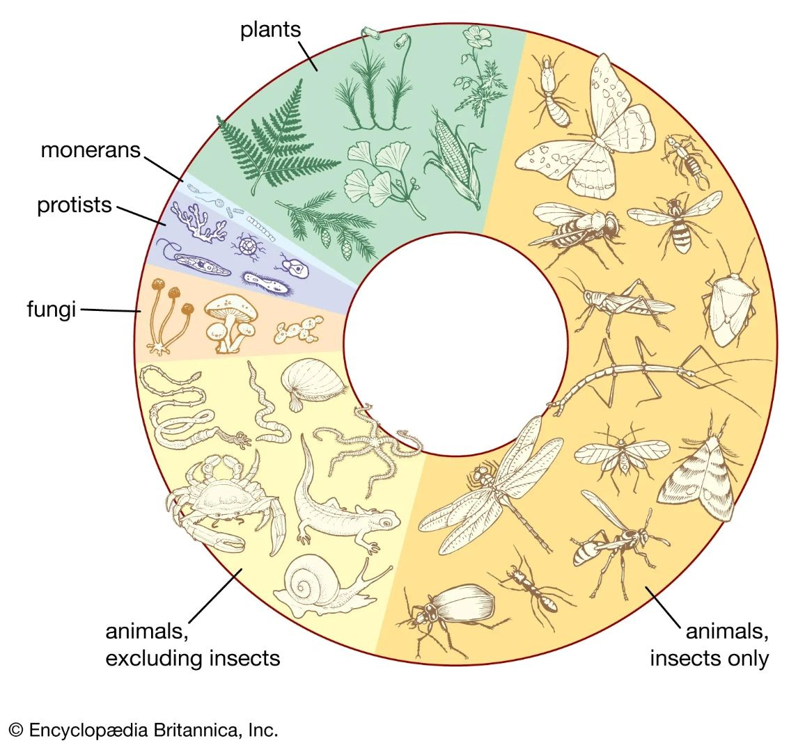 All the species presented as a pie chart according to their genetic origin.. All the species presented as a pie chart according to their genetic origin..