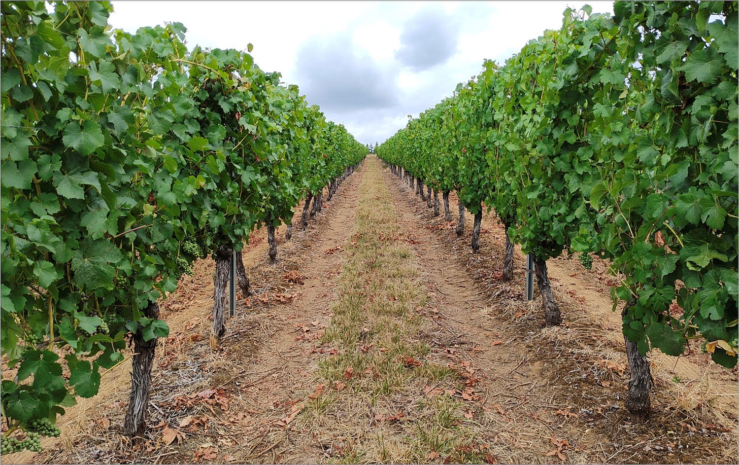 Wall of leaves in Wadenswil Clone Pinot Noir.