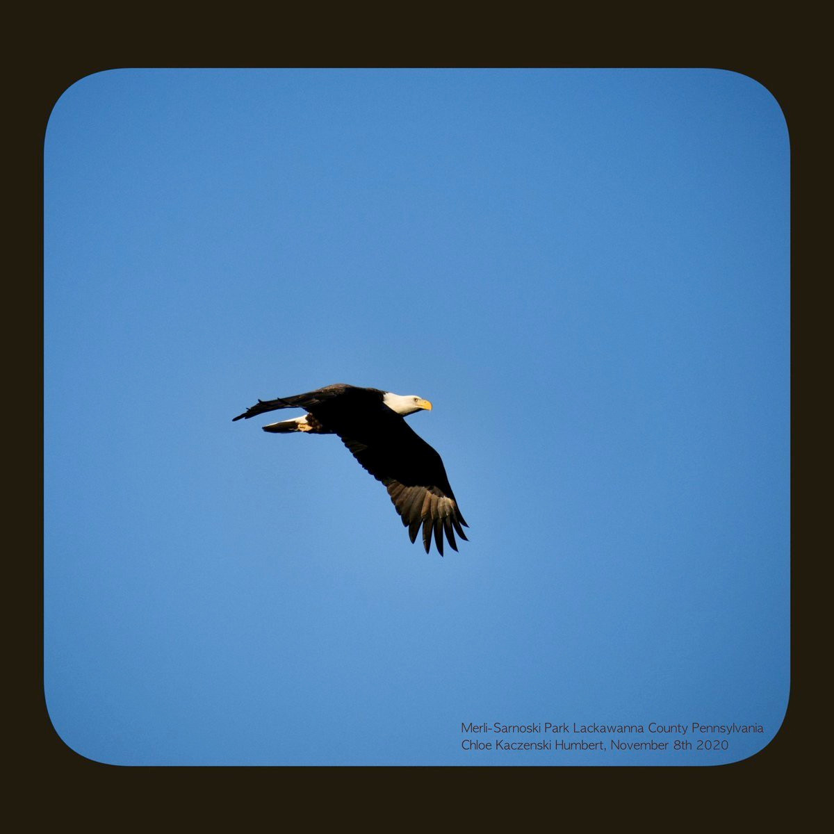 Bald eagle flying over Merli-Sarnoski Park in Lackawanna County Pennsylvania. November 8th, 2020. Photo by Chloe Kaczenski Humbert.