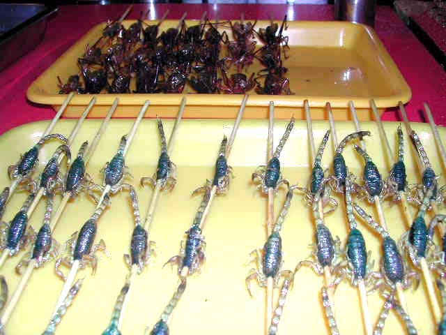 roasted bugs on sticks roasted bugs on sticks