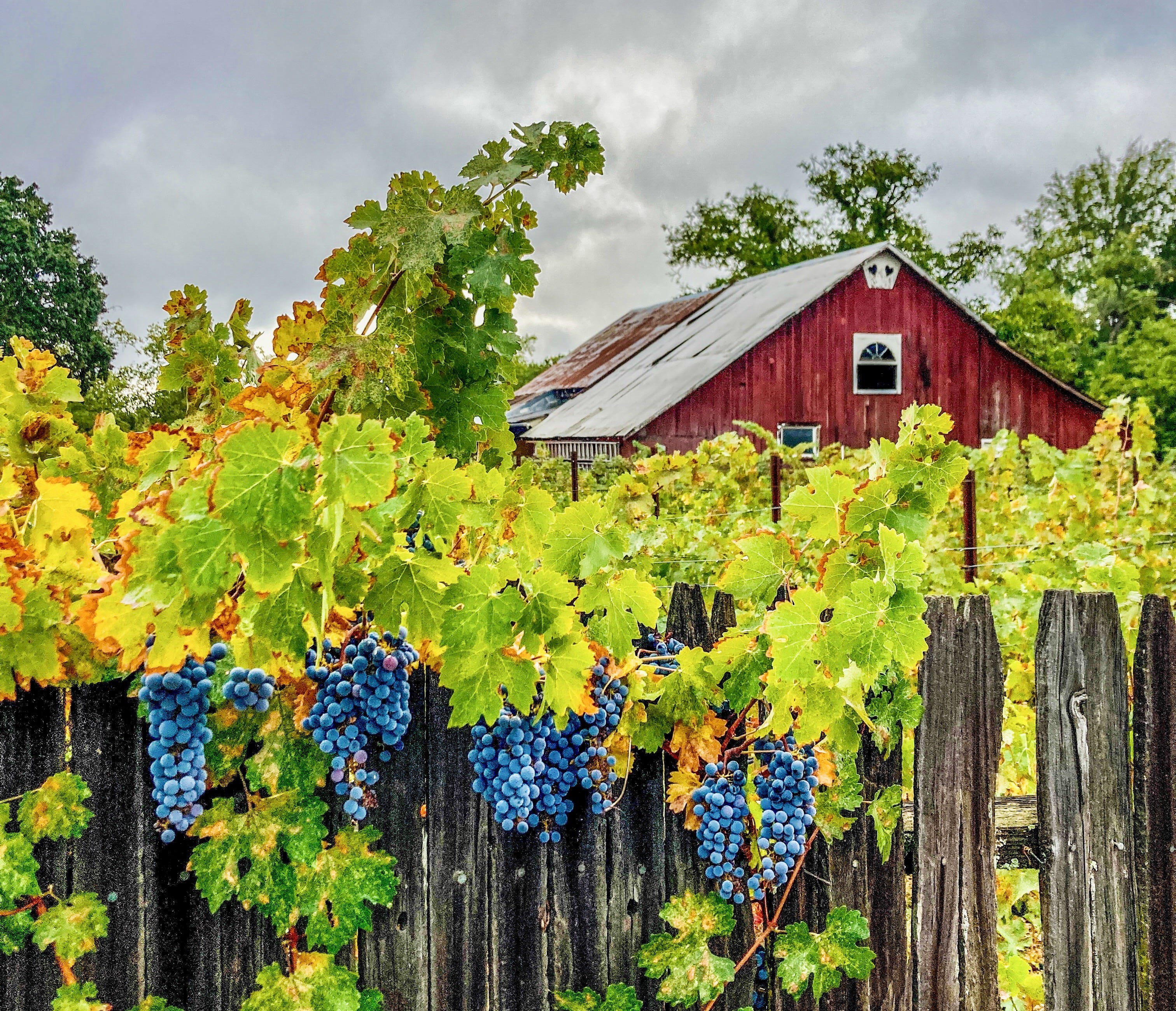 napavalleyfocus.substack.com - Under the Hood: Jobs Lag as Napa's Wine and Tourism Economy Falters