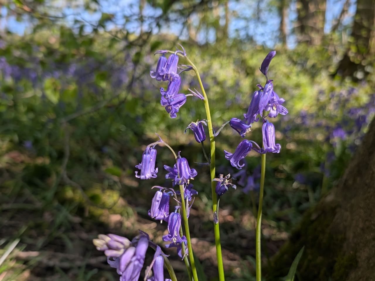 Bluebells