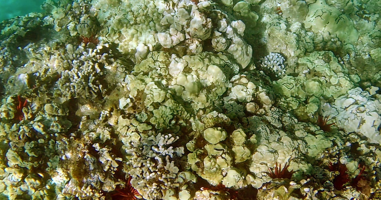 The bed of a coral reef, covered with finger corals in lavender, lobe corals in yellow, and rays of sunlight wafting over all
