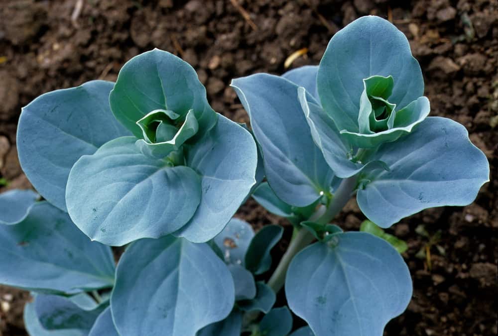 Growing Oyster Leaf: How to Plant and Care for This Delicious Green