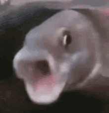 Shock Fish GIFs | Tenor