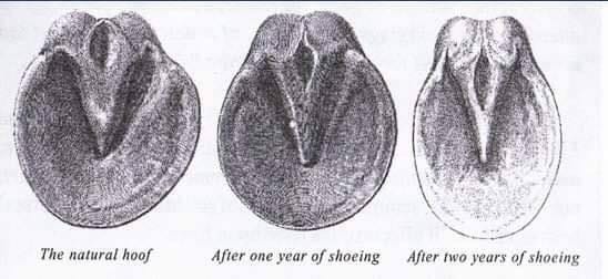 bottom of horse hoof