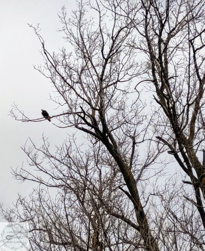 Bald eagle perched in a tree janecurryweber.com