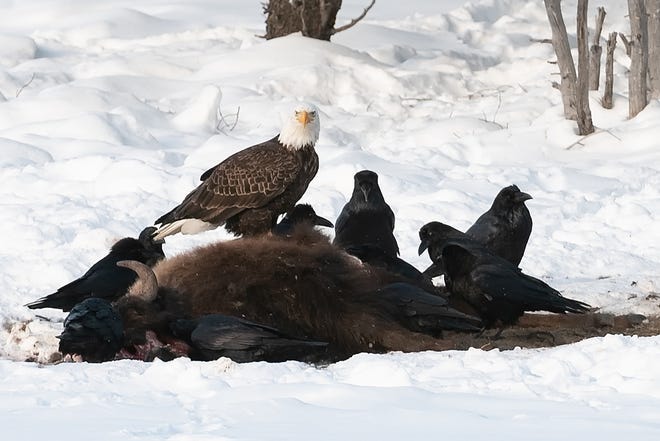 On May 18th, York County Audubon will host wildlife professor John Marzluff to discuss his recent work in Yellowstone National Park which looked at interactions between ravens, wolves, and people.