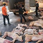 PRION-CONTAMINATED PORK ALERT: All Across the United States, Pigs Can Be “Vaccinated” With Millions of Deadly Prions via mRNA Clot Shots – UNLABELED 