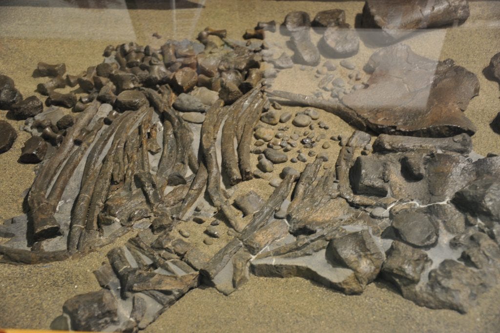 A pile of fossils making up a juvenile specimen of a dinosaur.