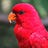User's avatar