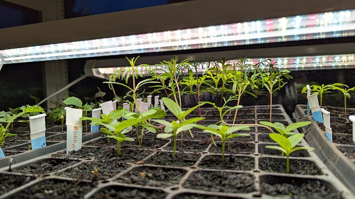 Two images of small green seedlings growing under LED lights.