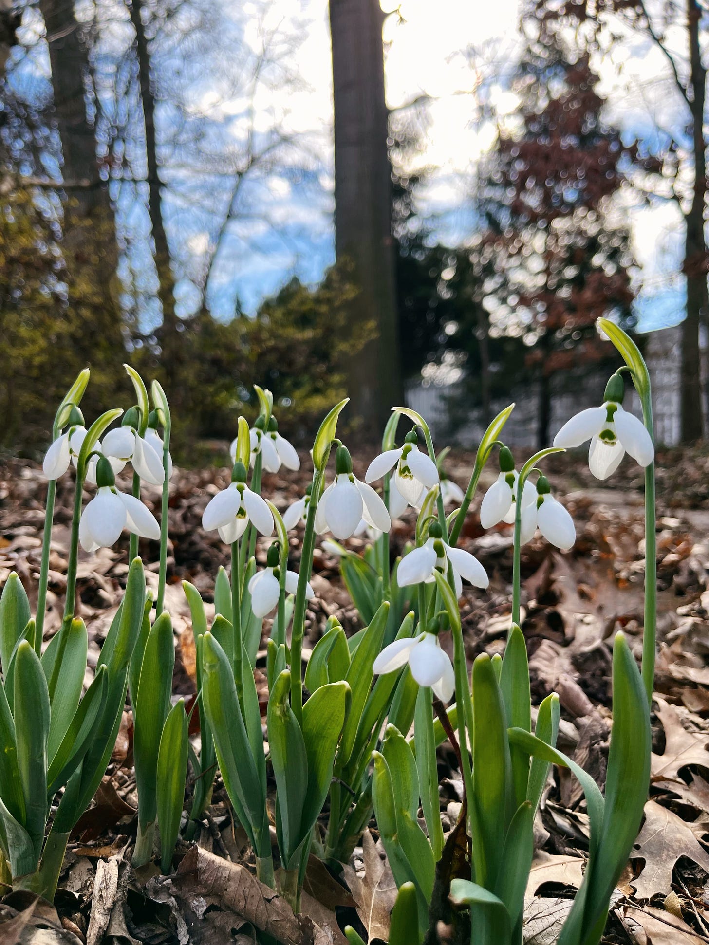 A cluster of snowdrops