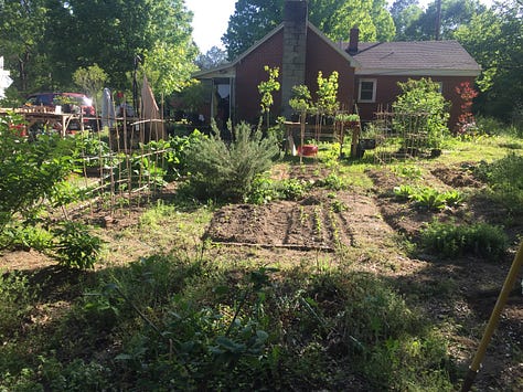 Poppies, garden beds and the house in the background, the scultured leaves of biennial mullein, "Cat Grande" rhododendron, and our barn cat.