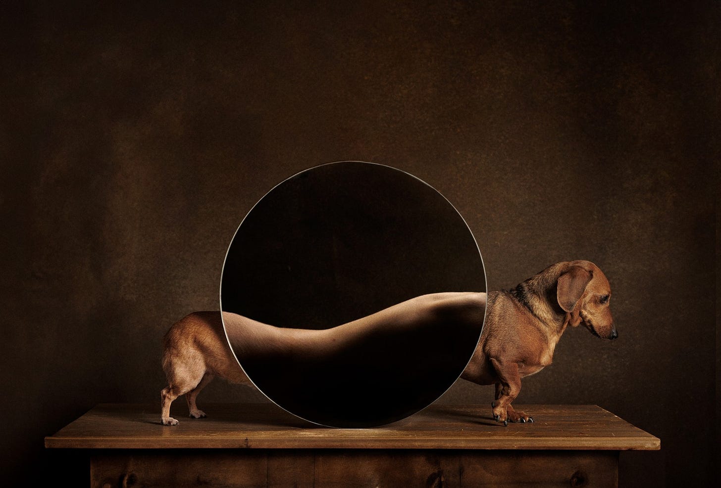 "Metamorfose canina", ganahadora da categoria "Estúdio" — Foto: Valeria Cassina/Dog Photography Awards®