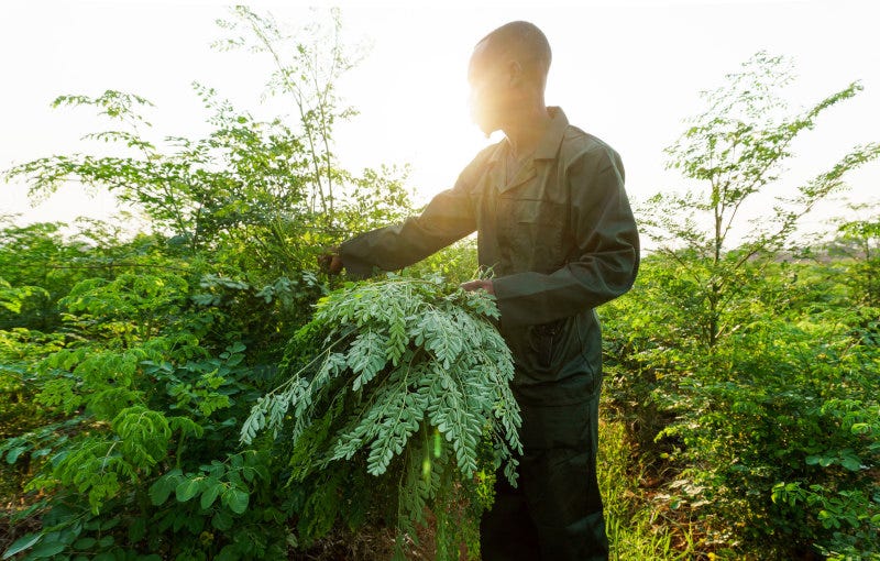 Moringa Initiative grows moringa on a farm outside Lusaka, Zambia.