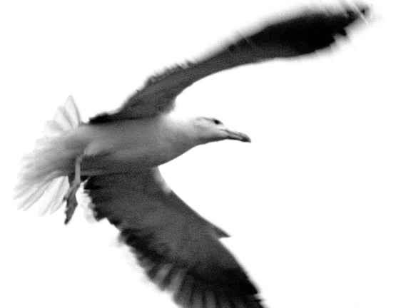 page12image1560280240