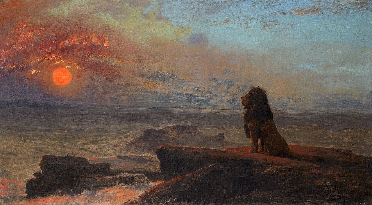 A lone lion on a ledge gazing at the setting sun A lone lion on a ledge gazing at the setting sun