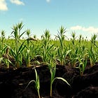 🌿 The Plant They Banned to Save the Profits