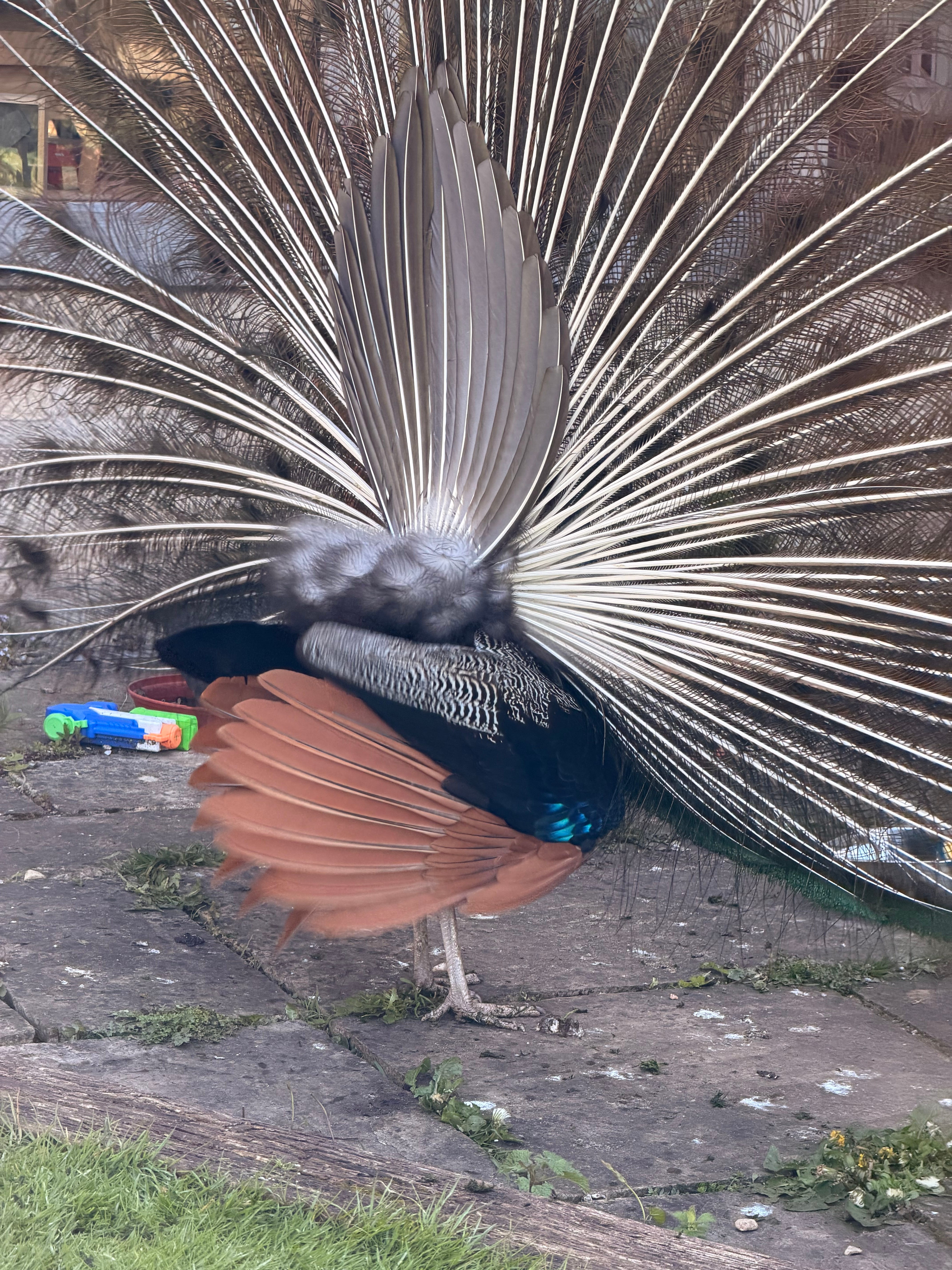 The Peacocks of - the in a Why Bird Sculpture Grounds For Are