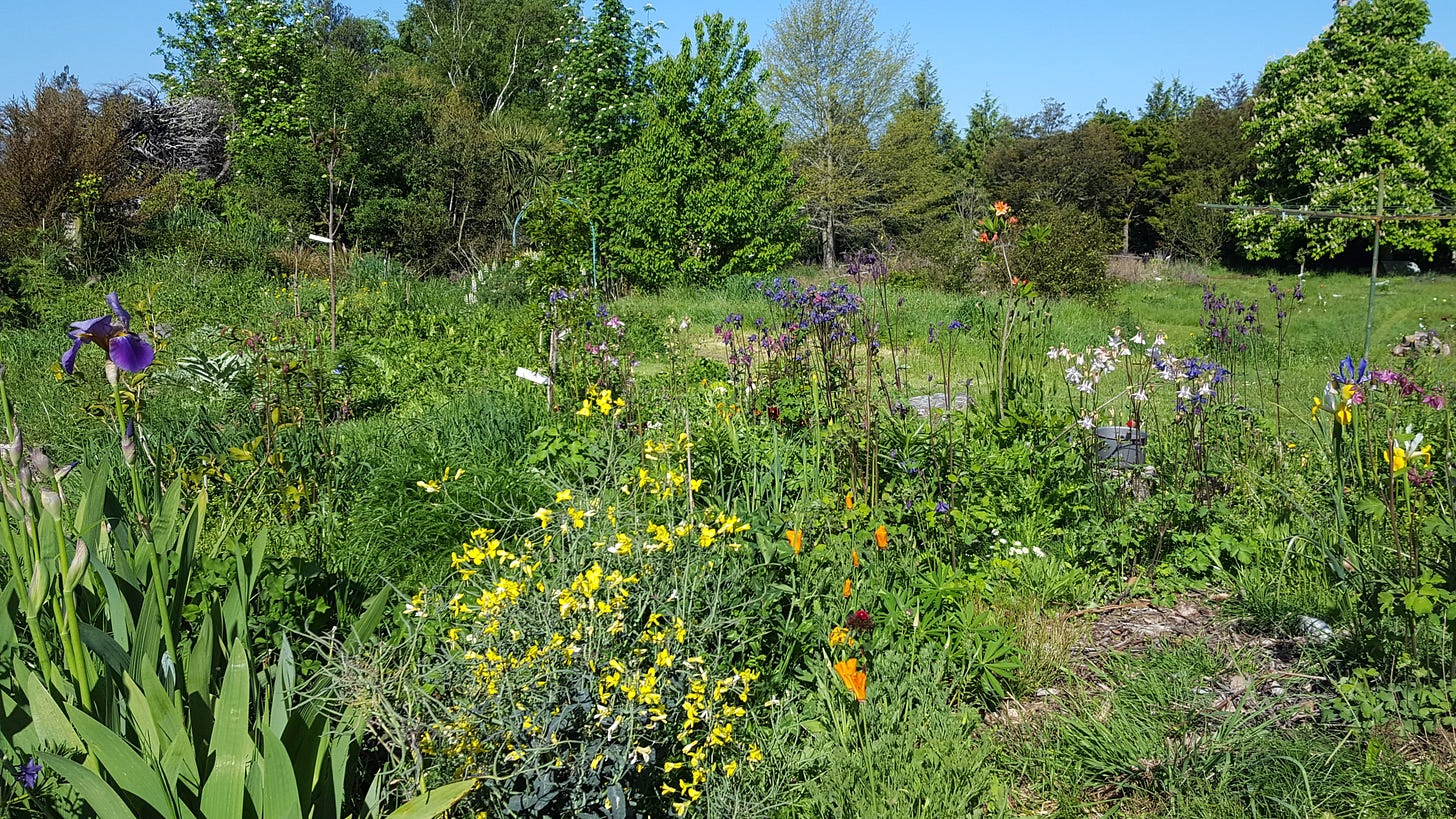 Cottage style garden with bright coloured flowers. Large trees in background. Cottage style garden with bright coloured flowers. Large trees in background.