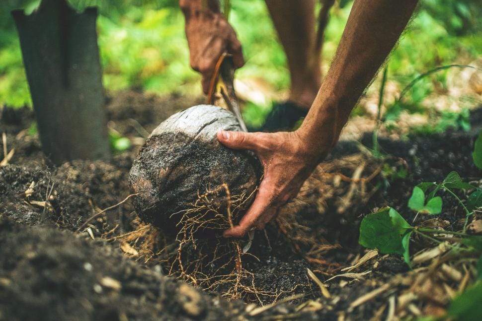 Free Stock Photo of Planting a sapling with bare hands | Download Free  Images and Free Illustrations