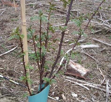 Six examples of young mediicnal trees planted with mulches