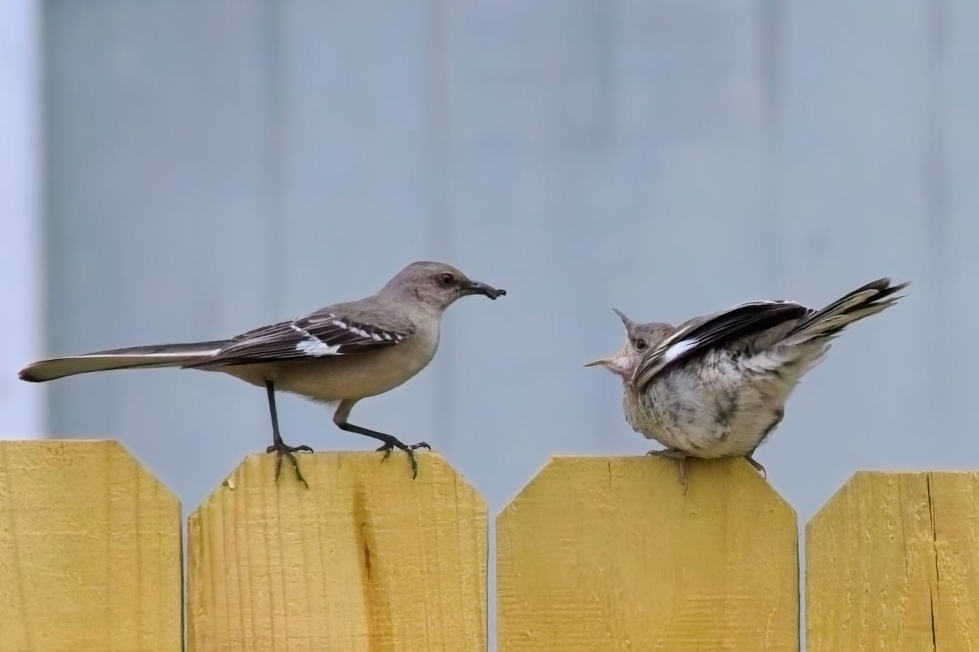 The adult Northern mockingbird is now perched firmly on the fence, facing the fledgling. The adult holds a dark caterpillar in a closed, dark bill. The fledgling's body is rounded and fluffy, wings and tailed raised, mouth open wide. The adult is sleek and long-tailed, while the fledgling is a round, speckled ball of feathers.