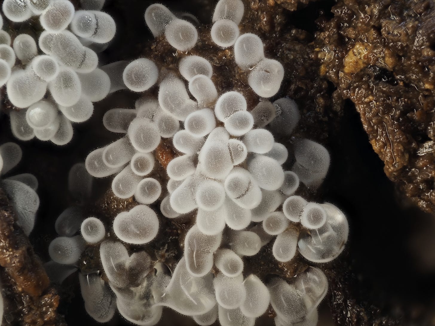 Ceratiomyxa fruticulosa