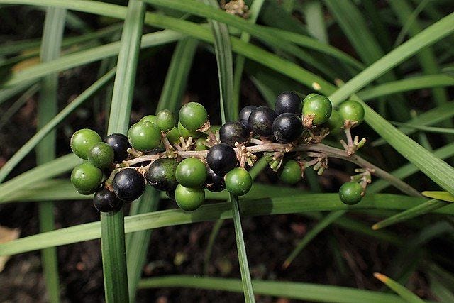 Liriope spicata [fruit wikicommons].jpg