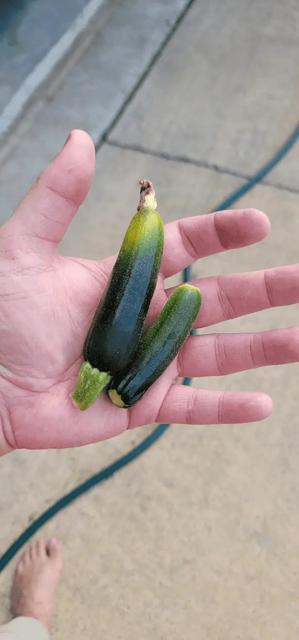 RIP my Squash Plants - Mistakes and lessons from my very first attempt at growing food.