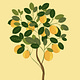 El Limonero 🌳🍋