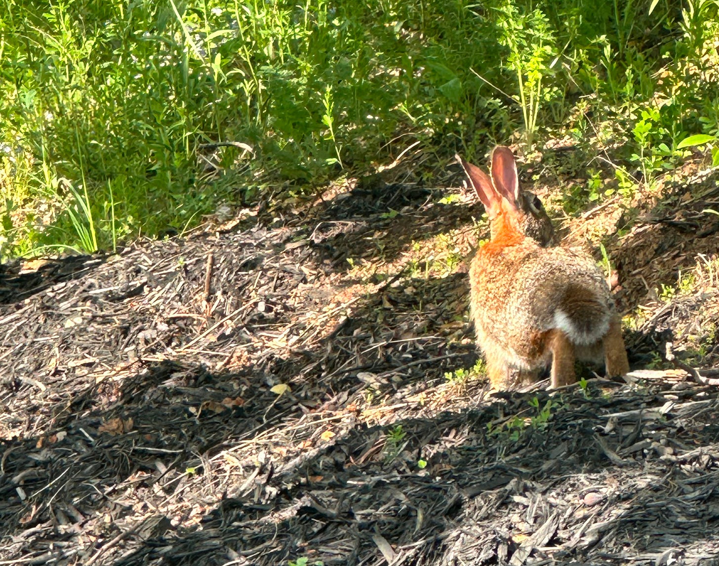 Rabbit in grass Rabbit in grass