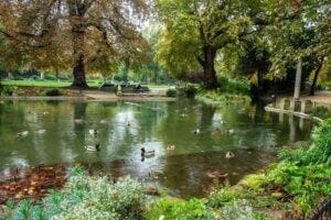 Scene of a pond with birds and other wildlife