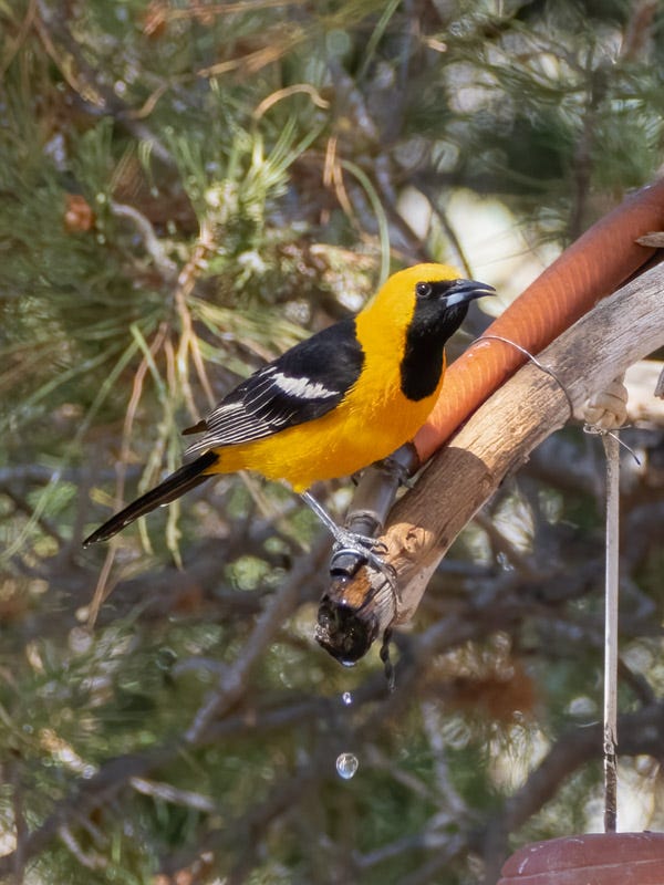 20250430-Chiricahuas-1137-Edit.jpg 20250430-Chiricahuas-1137-Edit.jpg