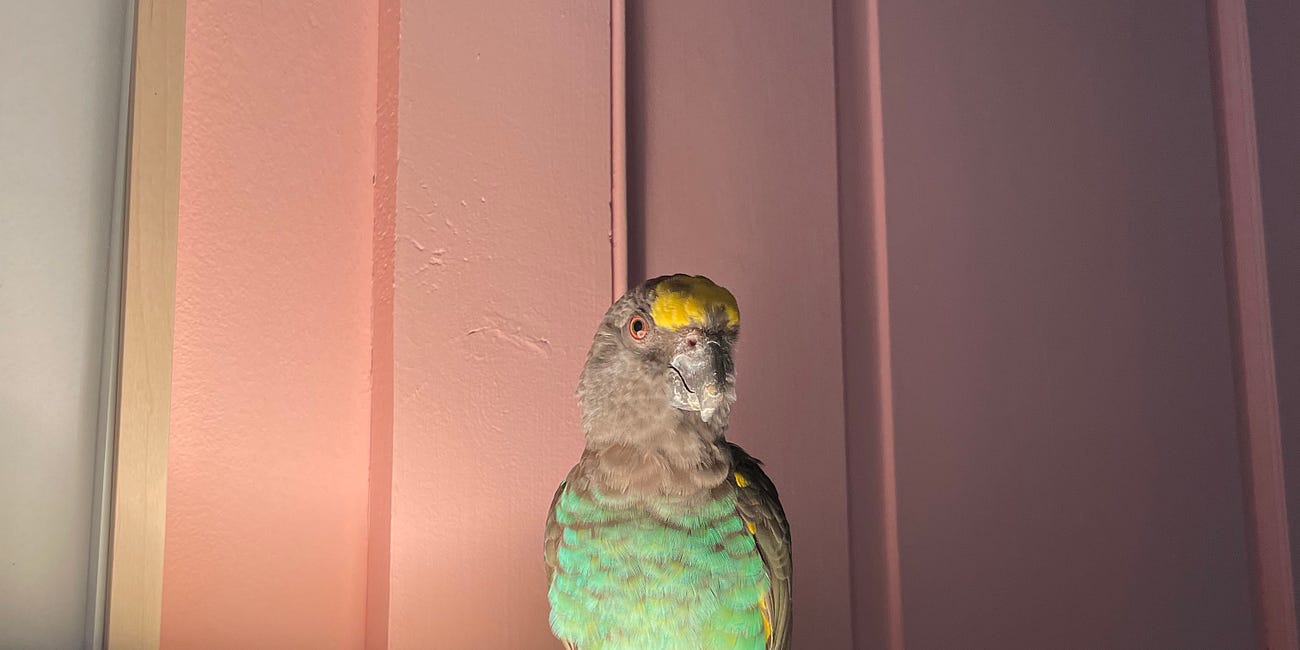 So we got a bird...