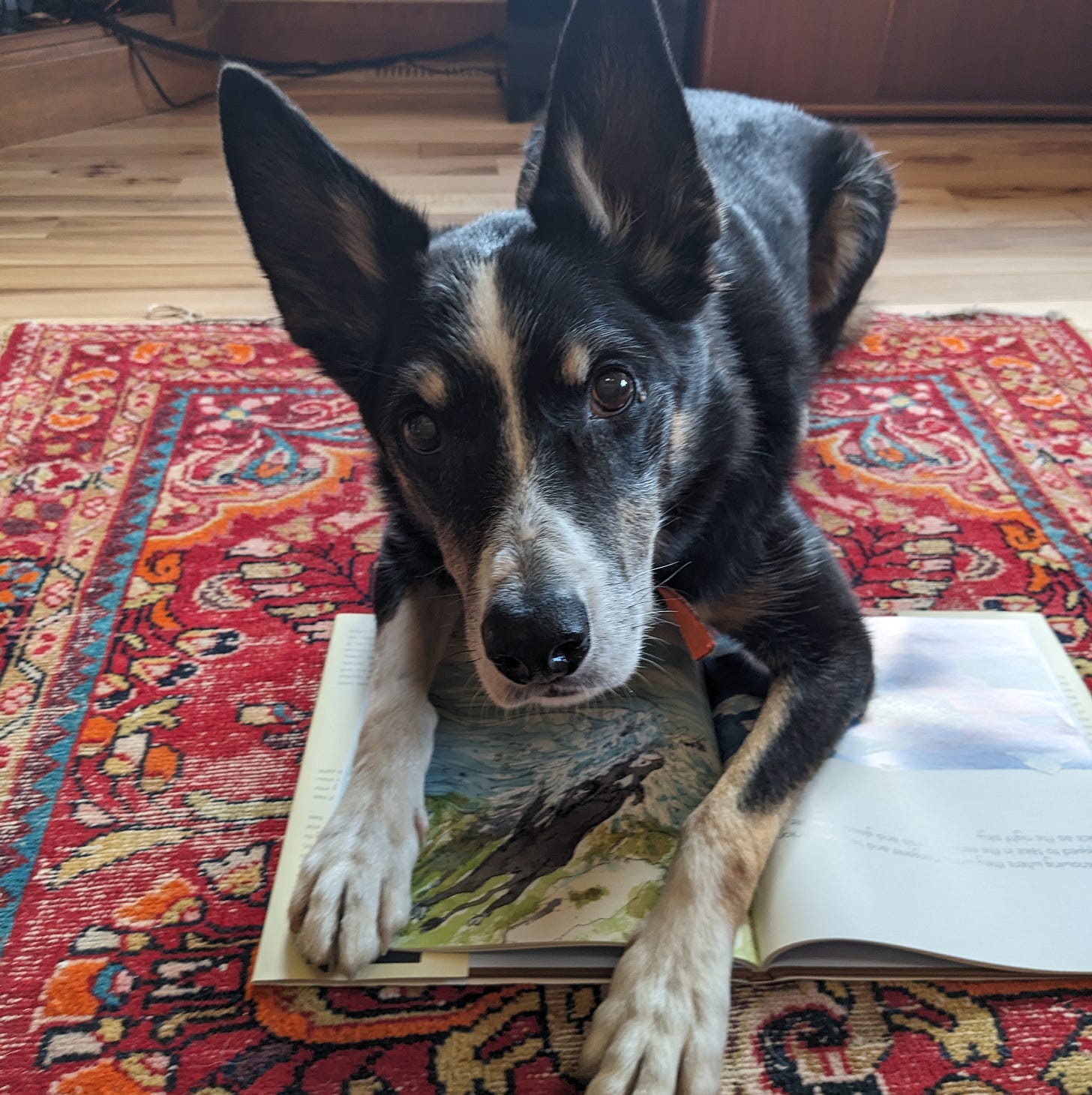 Dog lying with front paws on an open picture book, with a picture featuring a cow diving into the water