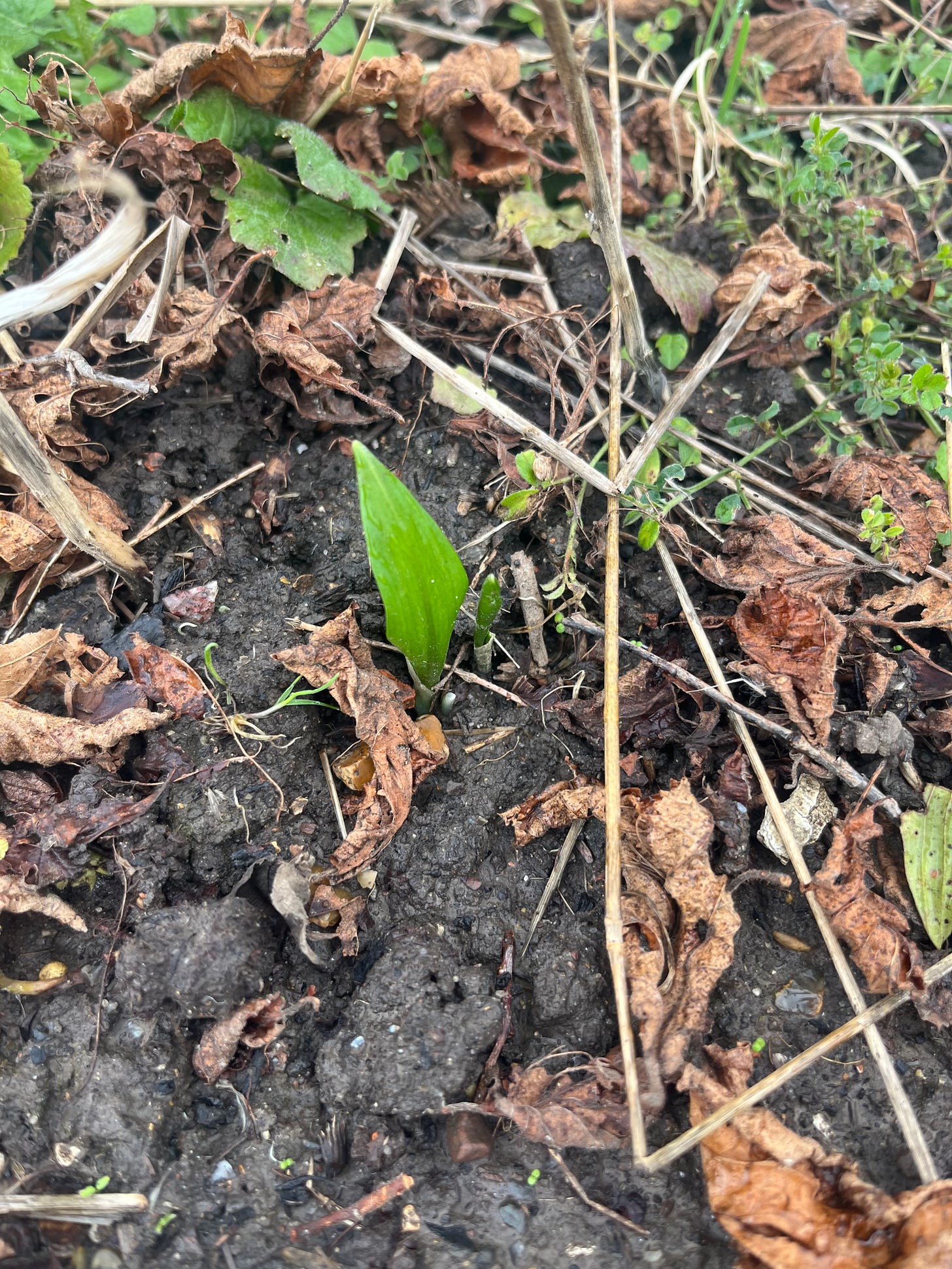 two tiny shoots of wild garlic coming up in a bed among weeds and dead leaves two tiny shoots of wild garlic coming up in a bed among weeds and dead leaves
