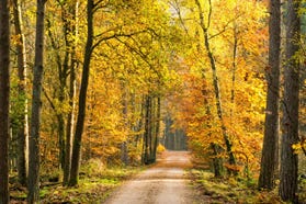 A path through woods on a sunny autumn day. A path through woods on a sunny autumn day.