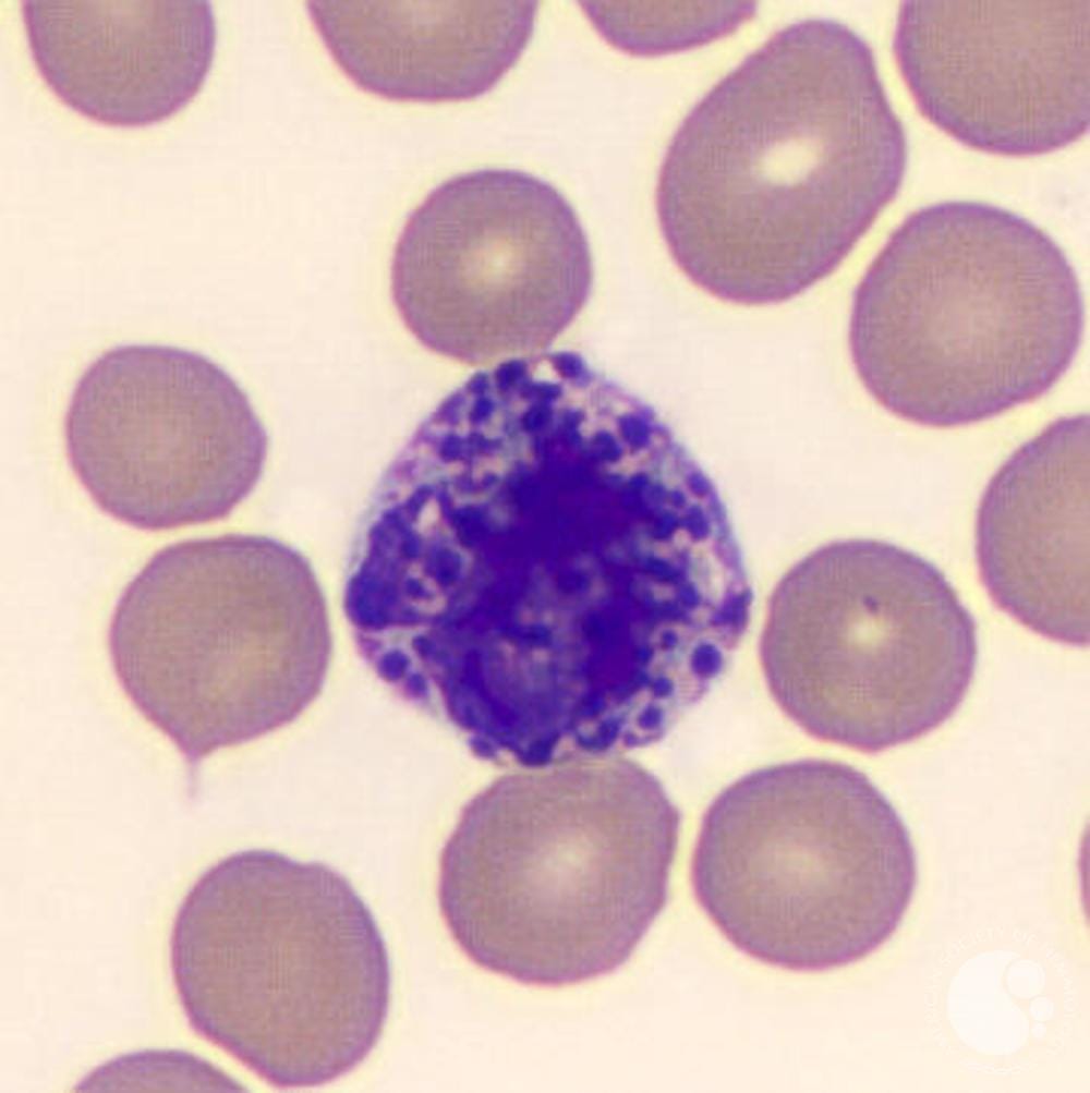 Basophil Basophil