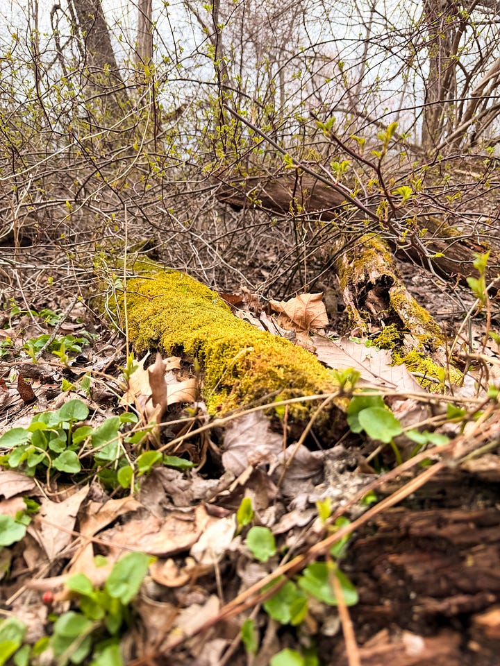 Harmony Hill Nature Area, Chester County, Pennsylvania. 