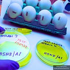 Bird Flu Research Explodes 1,000% Worldwide—WHO, CDC, and EcoHealth Lead Rapid Expansion: 'Journal of Infection and Public Health'