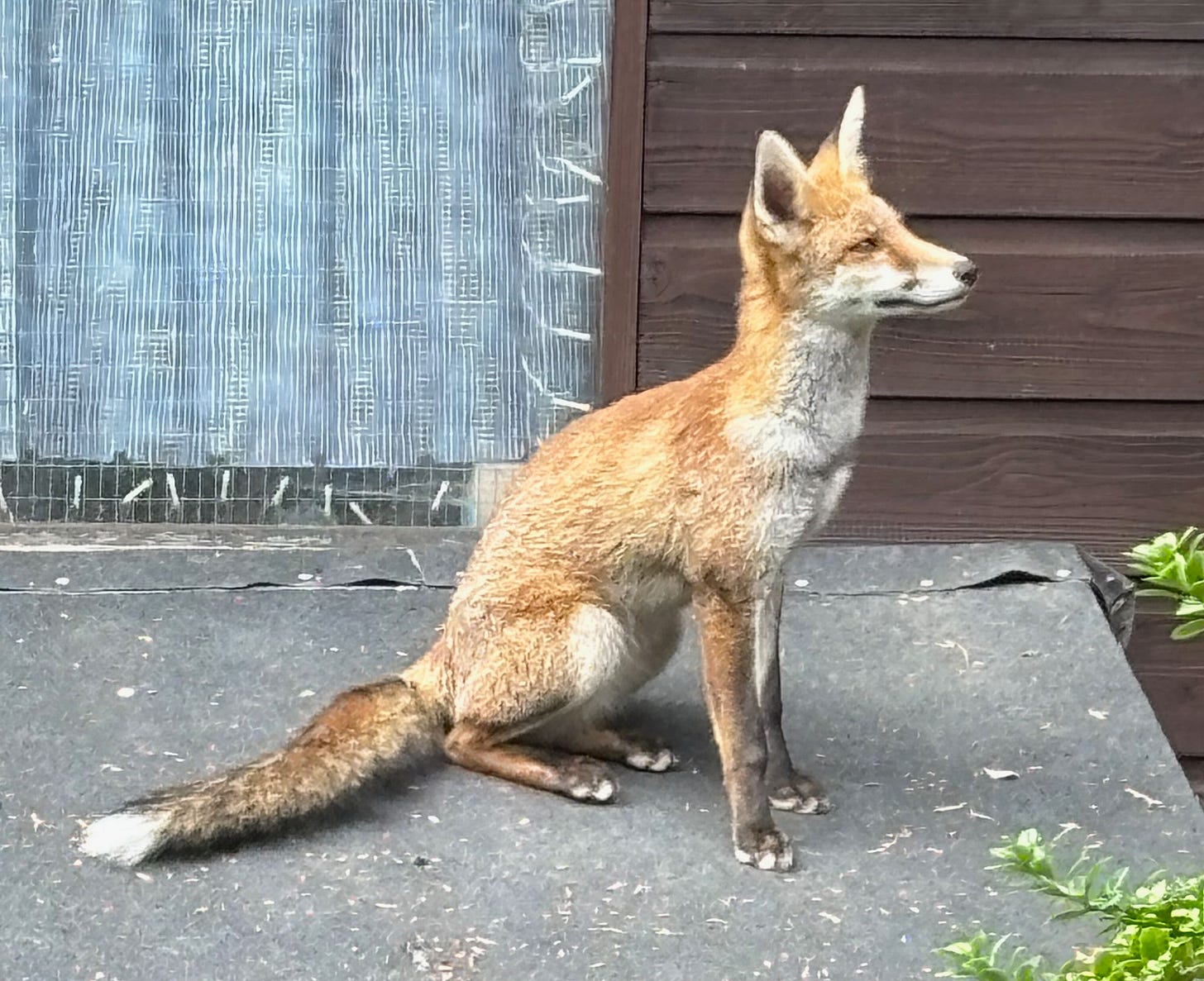 a fox sitting in front of a shed